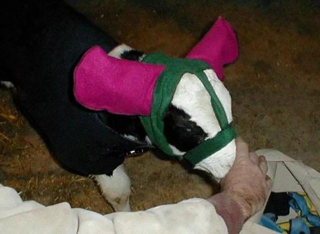 小牛犊独特的保暖措施,是一百分的可爱