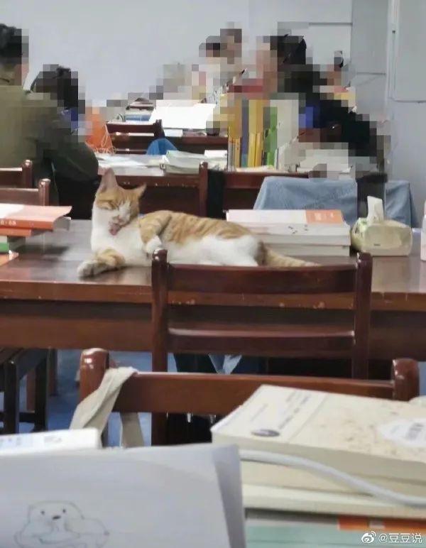 甜粽和咸肉粽要打起来了