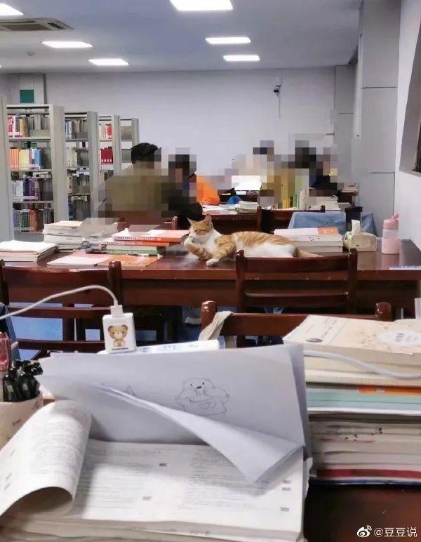 甜粽和咸肉粽要打起来了