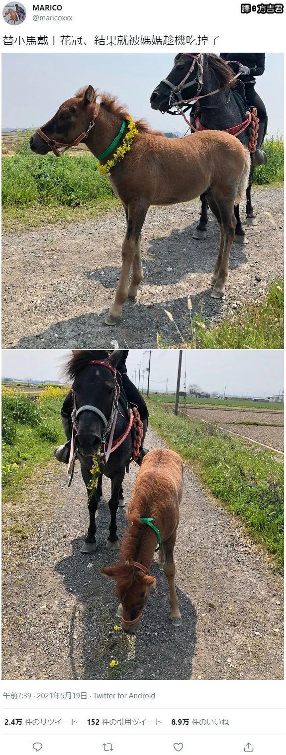 甜粽和咸肉粽要打起来了