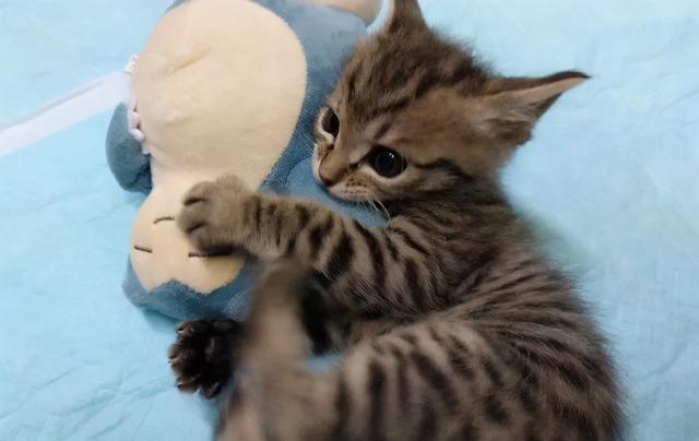 甜粽和咸肉粽要打起来了