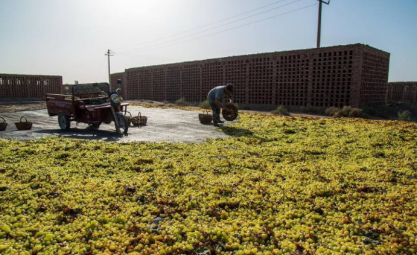 抖音新疆数葡萄干是什么梗?抖音新疆数葡萄干含义介绍
