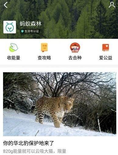 蚂蚁森林华北豹保护地要多少克能量兑换