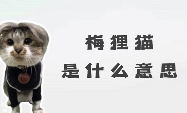 梅狸猫是什么意思-网络用语梅狸猫意思介绍