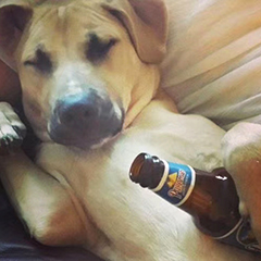 iphone批量删除短信(iphone短信怎么传输到新手机)