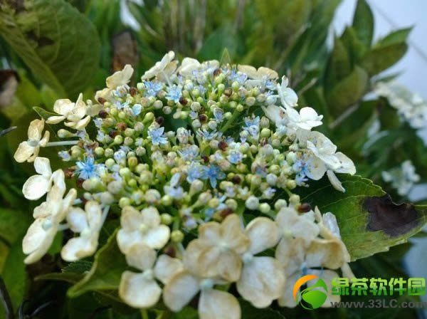 诺基亚lumia1020拍照样张：官方最新lumia1020样张欣赏3