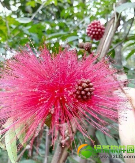 华为荣耀3c与红米手机哪一个好？荣耀3c与红米手机比较评测