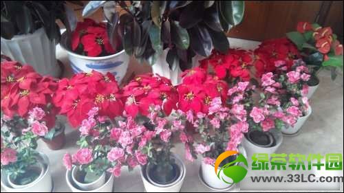 小可乐和红米哪个好？小可乐对比红米手机拍照效果评测3