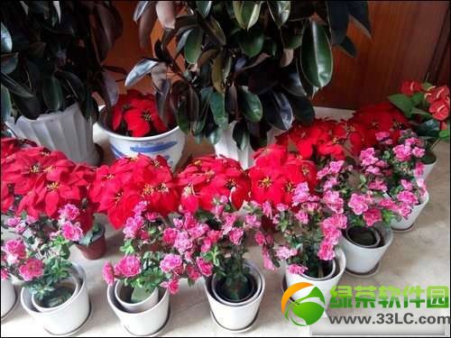 小可乐和红米哪个好？小可乐对比红米手机拍照效果评测4