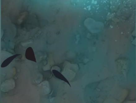 夺笋高手巨型阿魏在哪里 无价之宝位置介绍