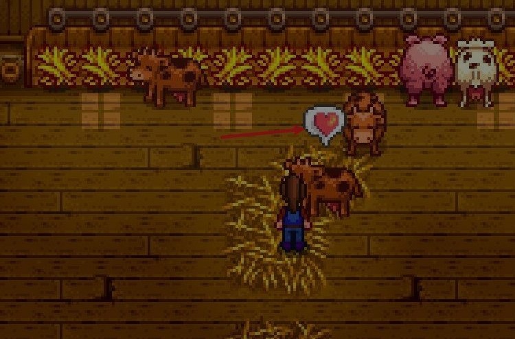 星露谷物语怎么养奶牛 怎么挤奶牛的奶