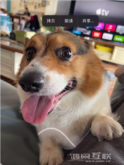 iPhone 14抠图后如何发送到微信？