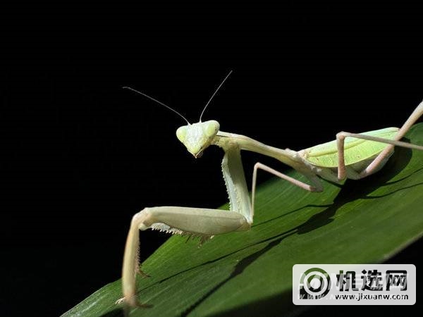 由 iPhone  13 Pro  超广角摄像头拍摄的照片。