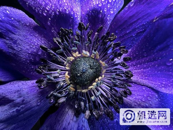 用 iPhone  13 Pro  微距拍摄的照片。