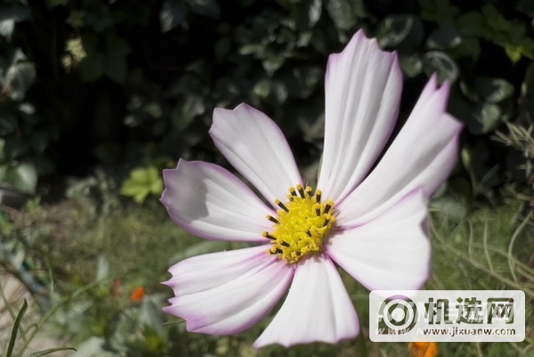 iPhone13Pro和华为P50Pro拍照对比-哪个拍照效果更好