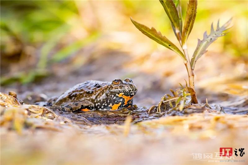 如何用 iPhone  拍出“德味”照片？插图13