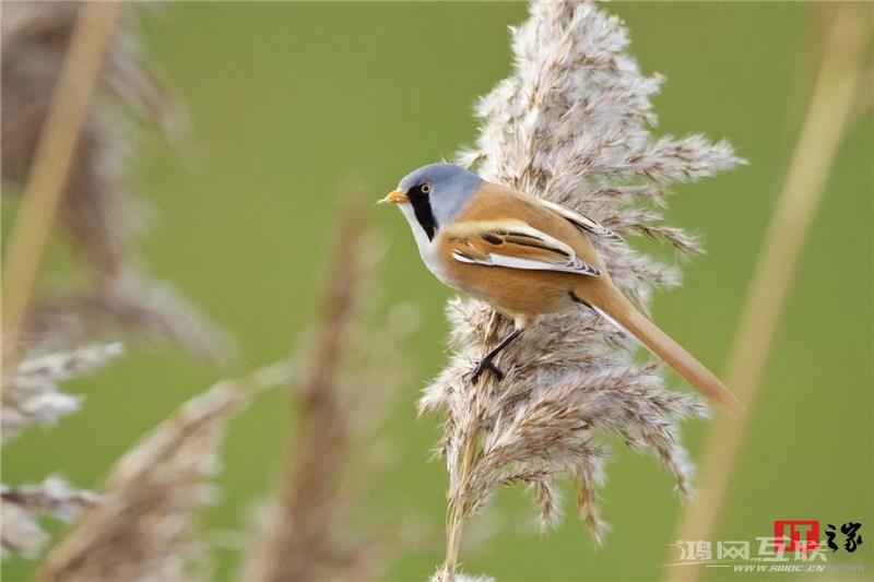 如何用 iPhone  拍出“德味”照片？插图11