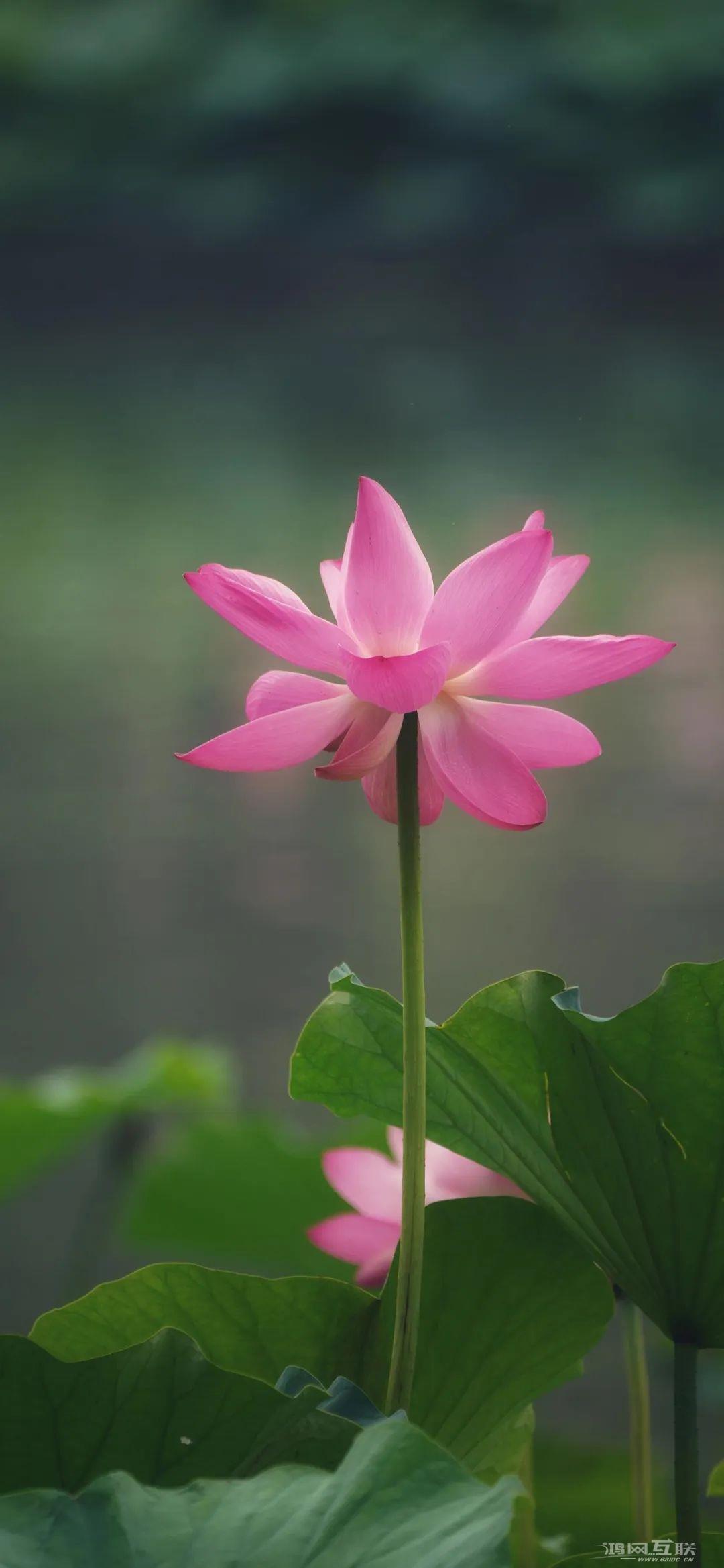 iphone壁纸高清荷花