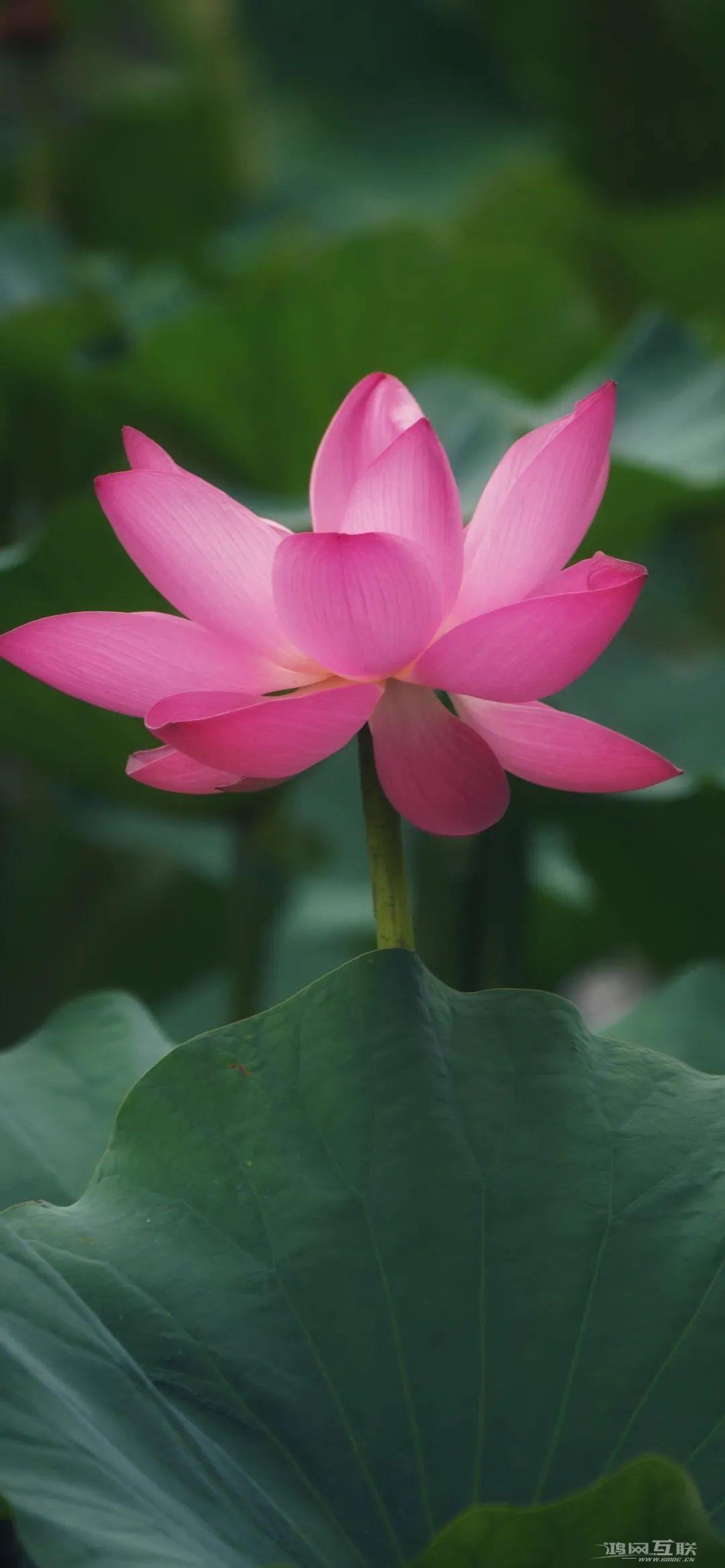 iphone壁纸高清荷花插图3