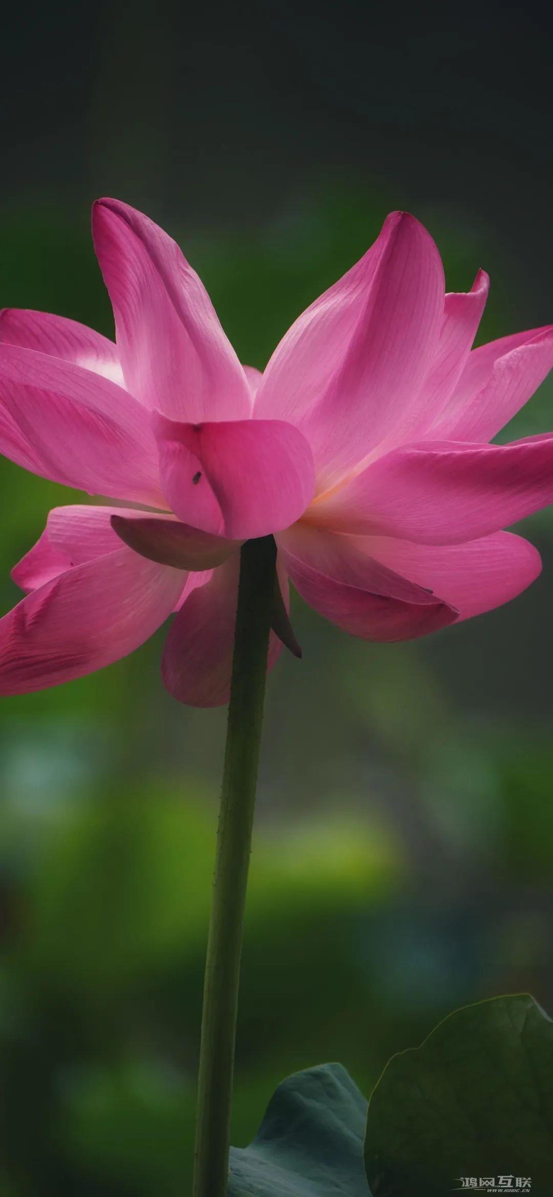 iphone壁纸高清荷花插图5