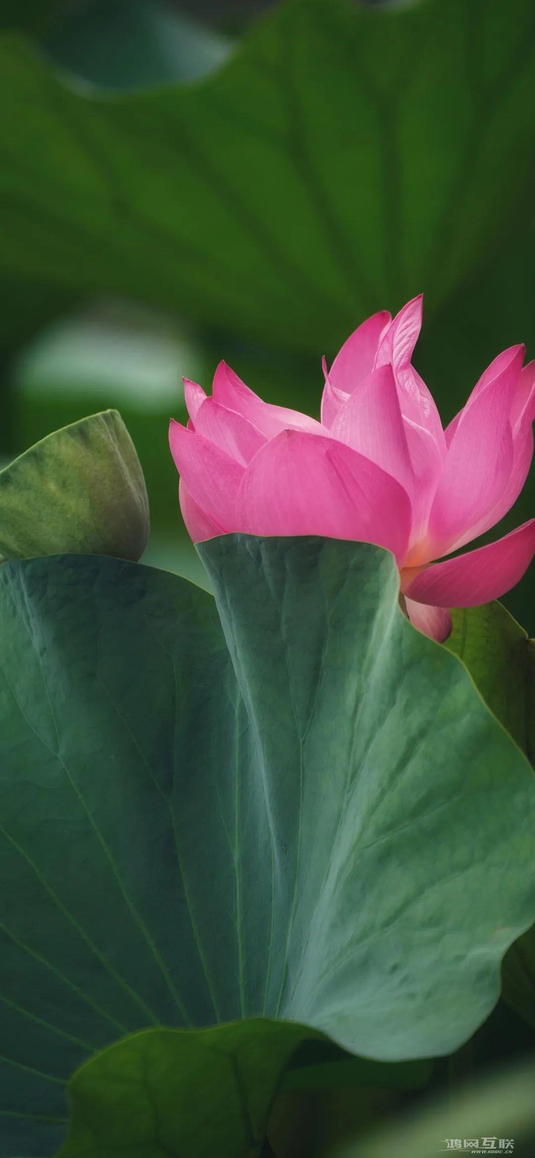 iphone壁纸高清荷花插图13