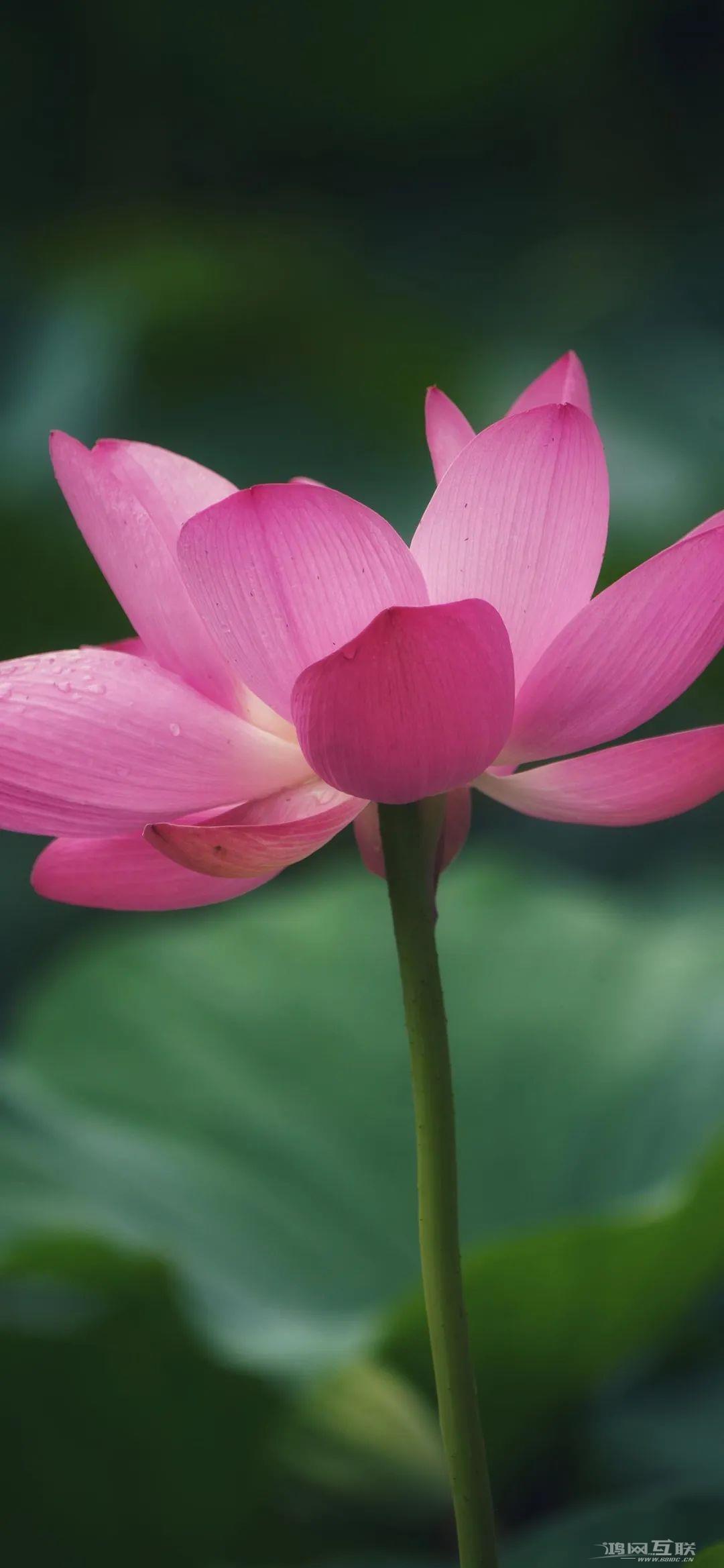 iphone壁纸高清荷花插图11