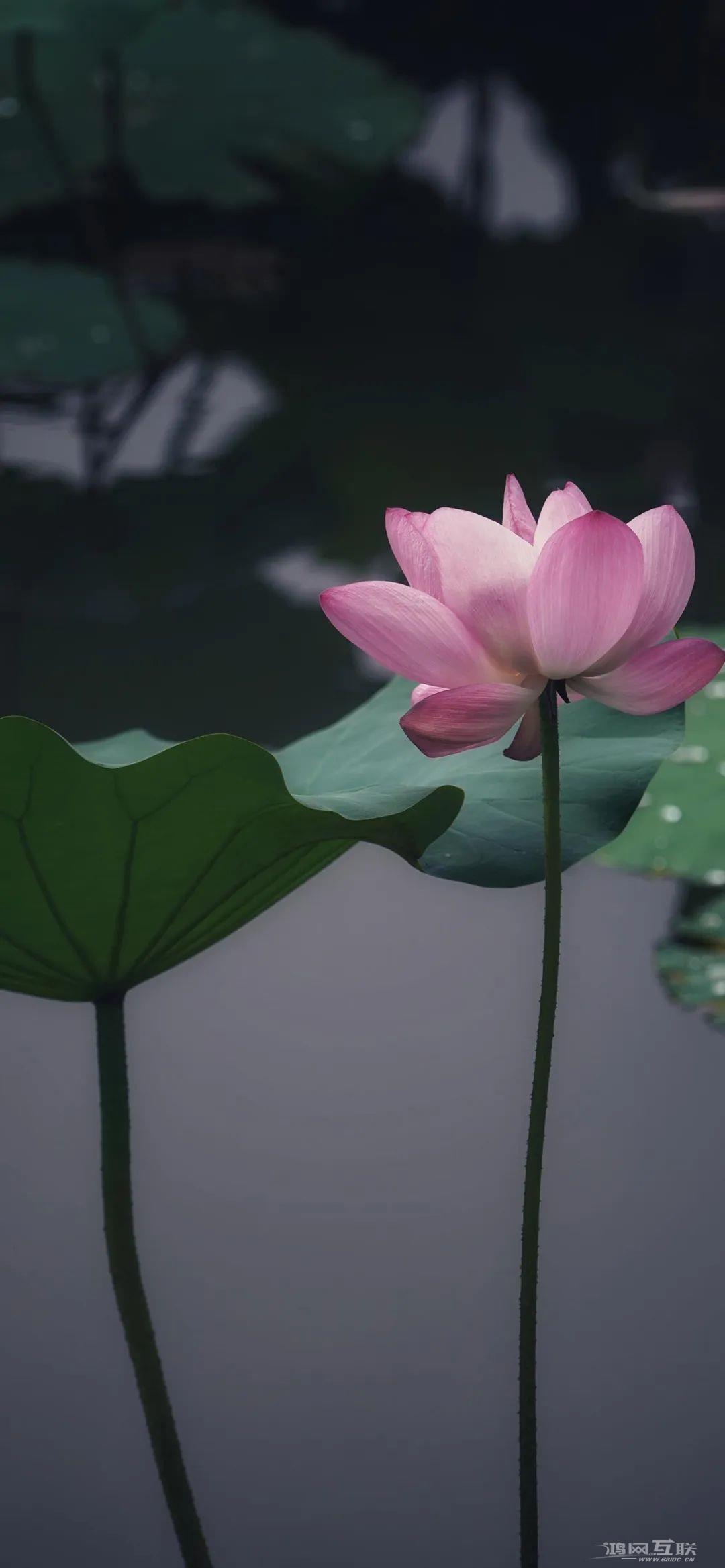 iphone壁纸高清荷花插图9