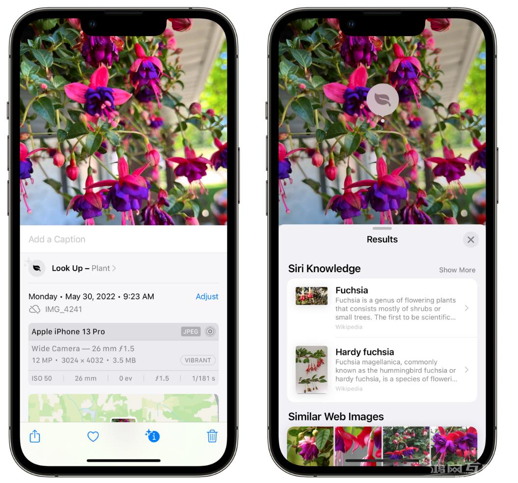用 iPhone 相机识别花卉植物的小技巧