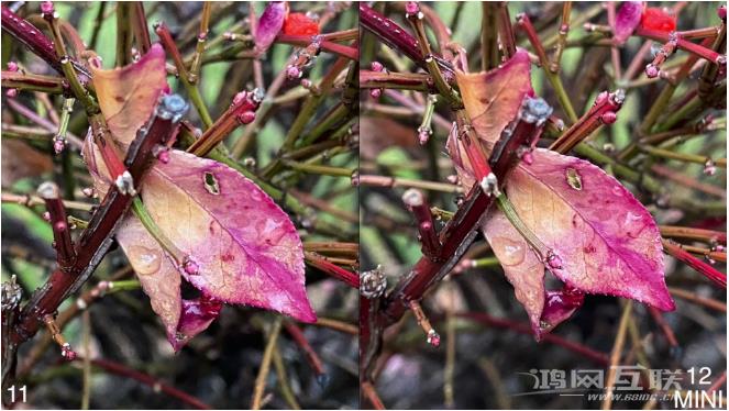 iPhone  12mini和iPhone  11拍照哪个好看？插图9