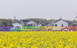 苏州周庄香村花海风车季最全攻略，请收藏！(转载)