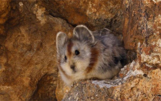 世界濒危物种伊犁鼠兔现身天山 以金银花、雪莲为食