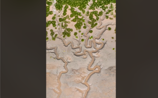 钱塘江大潮退去现“大地之树”景观：网友赞大自然鬼斧神工、诗画江南