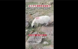 女大学生暑假放羊把自己和羊放丢 自嘲一朝丢羊天下知：网友看完笑趴