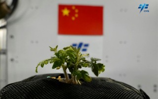 中国空间站种西红柿长出幼苗了 网友：长得最高的西红柿
