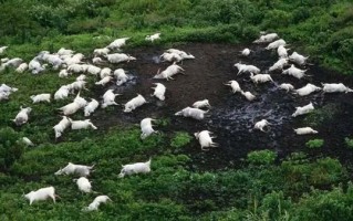 诡异的非洲“杀人湖”：1746人原地殒命 为啥不跑？