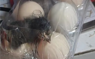 男子网购活珠子因天太热孵出小鸡：一只已出壳、一只正在啄