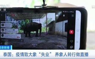 游客断崖式下降：泰国大象“失业” 只能靠直播赚钱 费用少的可怜