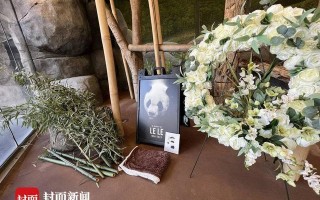 旅美大熊猫去世中美将联合调查死因 爱吃苹果喜欢嬉戏的她没了