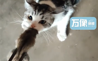 城市猫咪回村 血脉觉醒开始抓老鼠：主人用火钳都抢不走