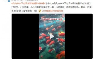 趵突泉的锦鲤胖成“猪鲤” 看来游泳减肥不太管用