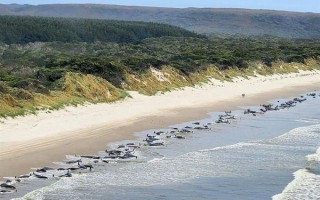 约230头鲸鱼在澳大利亚搁浅：只有35头活了下来