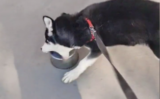 哈士奇每次吃完饭都和碗干架：我怀疑你吃了我的狗粮