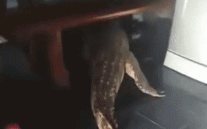 世界上最丢脸的鳄鱼能有多废柴？已经被人养成看门狗了