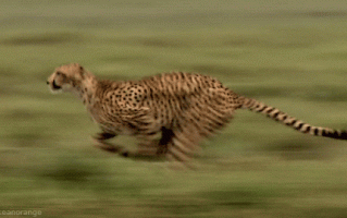 跑得快的软体机器人来了，还能游泳跳跃，大小仅为毫米级