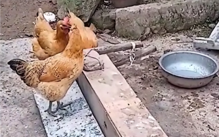 男子发明喂鸡神器防鸟偷吃 网友看笑：挺好、就是有点费鸡头