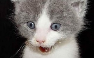 如果便宜成为外国产品的优势，我们该怎么应对？有感于nokia的新手机