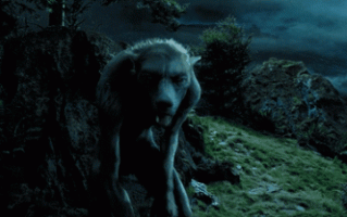 美国妹子觉得自己是匹狼：还狩猎过人类！