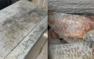 男子囤7冰柜养死的名贵鱼价值百万 网友：没毛病，就是价格让人心疼