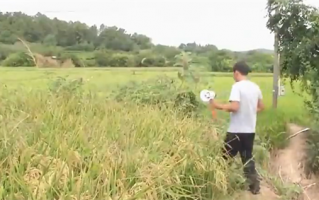 南京野猪跑到田里听歌睡大觉 网友感叹会享受：国家保护动物泛滥成灾如何整？