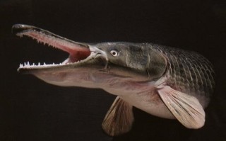 云南一捕手用猪腰花3分钟钓1条鳄雀鳝：两天时间“擒获”4条